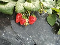 2023.1.17摘草莓