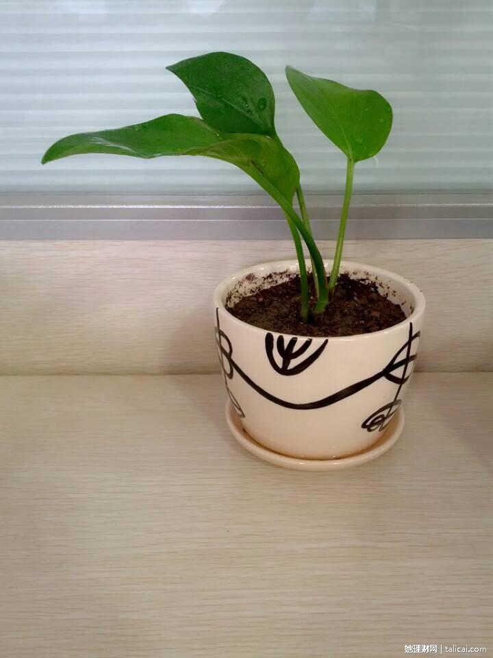 她理财