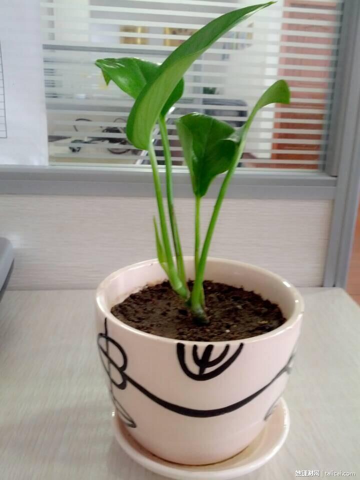 她理财