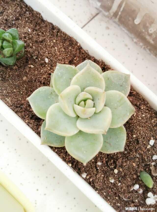 她理财