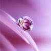 花雨