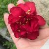 一朵小红花