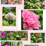春有百花🌸