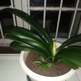 云赏花
