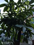 小花园感觉变菜园了