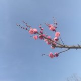 话题#2018春节，小她财蜜全球拜大年