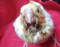 幼鸟喂奶粉，鸟毛打结怎么处理？