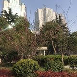 春光明媚