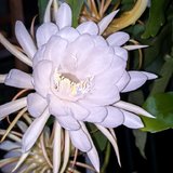 我家的昙花一夜花成树，13 朵齐开