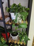 晒晒我家的花