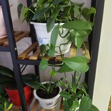 晒晒我家的花