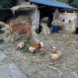 啊啊啊，怎么办，天天就想离婚
