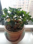 重置一批花草植物