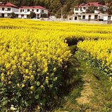 再来一波花