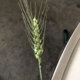 11月再见