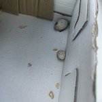 新玩具→寄居蟹