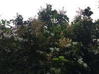 果树花