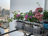 夏天的三角梅是主角
