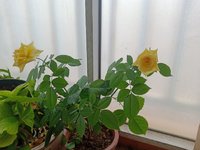 小花