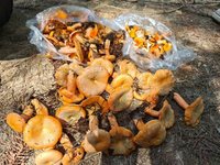 森林打野
