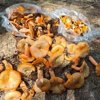 森林打野