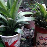 菠萝
