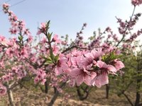花儿朵朵开