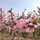 花儿朵朵开