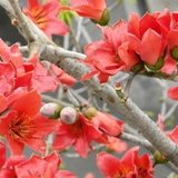 会的
