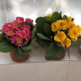 晒花