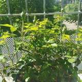 最近新养的几盆花