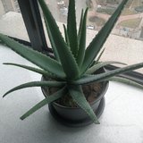 花都开好了
