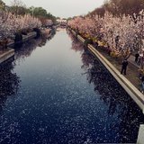 #手边的春天#北京某河