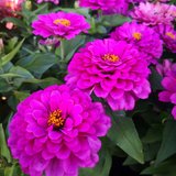 花花