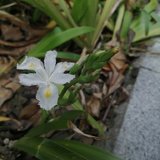 没有一个春天不会到来