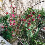 春节花费时间吧，金钱