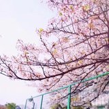 武汉的樱花，好美哦，花落如霰