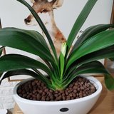 君子兰开花