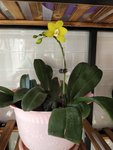 花开！