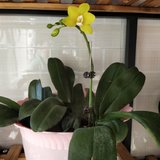花开！