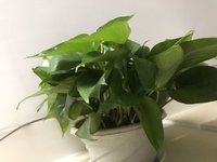 就种过绿萝