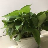 就种过绿萝
