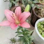 我家的花也开了～