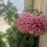 盆栽技巧