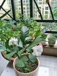 疫情中的惊喜