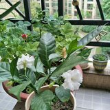 疫情中的惊喜