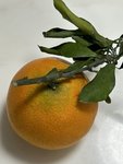 养生打卡Day 23: 吃个果冻橙吧