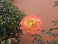 随手拍的花