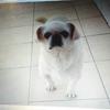 chouchoua