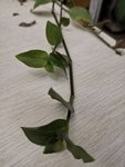 绿植省心养